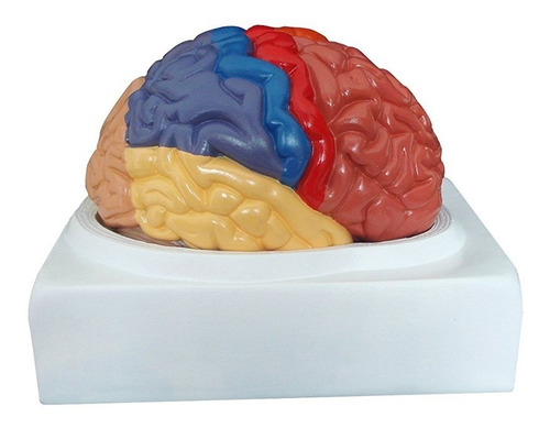 Walter Productos B10444 Modelo Regional Cerebro Humano, De T