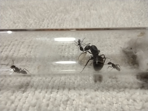 Reina Camponotus Chilensis.