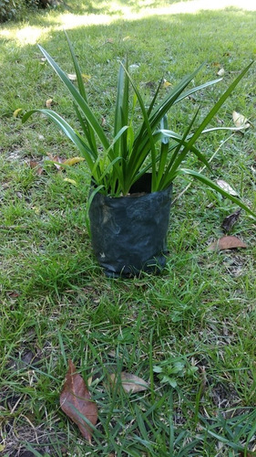Amaryllis Belladona - Azucena Rosa