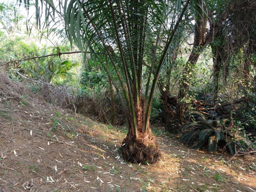 Chácara À Venda Condomínio Lagos De Shanadu Indaiatuba Sp, Chácara 6.320m² À Venda Condomínio Lagos De Shanadu Indaiatuba Sp - Ch00368 - 34440262