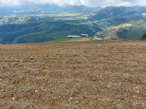 Imagen 5 de 21 de N.m. En Venta Finca En La Grita 1.500$ La Hectárea