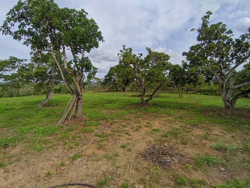 Imagen 8 de 11 de Venta De Finca En Tinaquillo Estado Cojedes Cod. 12604 Hm 04245552216