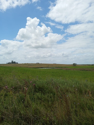 Se Vende Gran Campo En El Departamento De Florida. Superficie De 150 Hectáreas. Está Todo El Predio Alambrado, Tiene Tajamares. Tiene La Gran Ventaja Y Facilidad De Acceso Directo Por 2 Rutas.