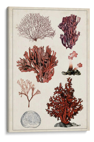 Canvas Lab Cuadro Estudio De Coral Antiguo Ii 100x150