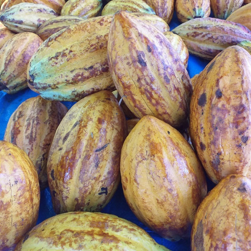 Cacao En Grano (organico) 3kg