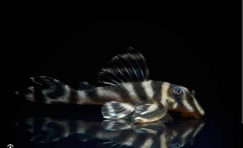 Pez Limpiavidrio Zebra Pleco Iniridae L199 Impo 7 Cm Gris