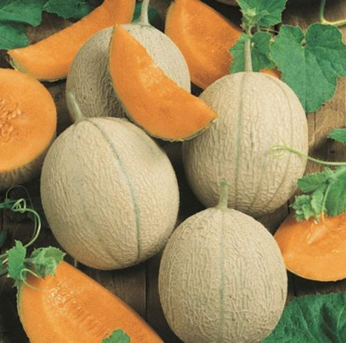 David S Garden Seeds Fruit Cantaloupe Hearts Of Gold Sl9837