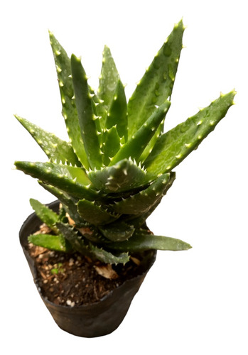 Plantas De Aloe Dientes De Cocodrilo