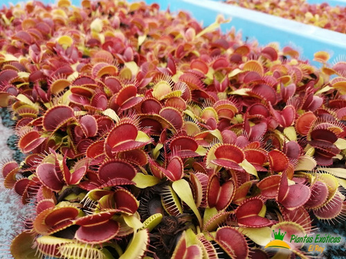 Imagen 5 de 5 de Planta Carnívora Venus Atrapamoscas Dionaea Muscipula Vp