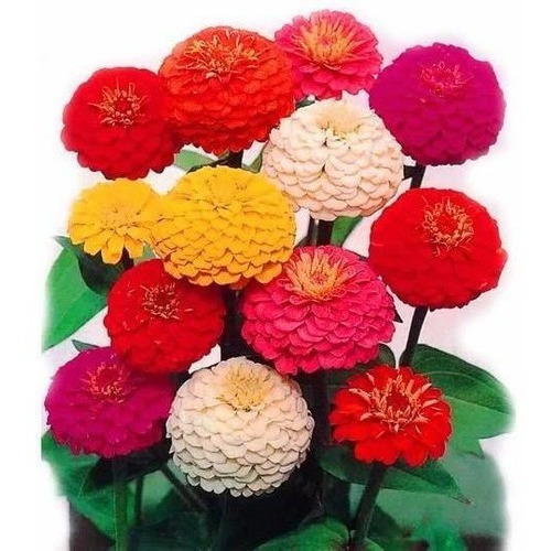 Sementes De Zinnia Dobrada Dahliaflora Sortida Vasos Jardins | Parcelamento  sem juros