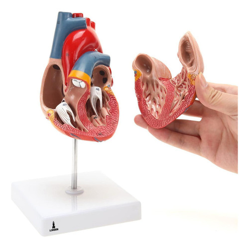 Modelo Anatômico Do Coração Em 2 Partes Lorben Para Estudo