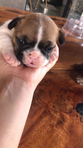 Imagem 2 de 5 de Filhotes Buldog Francês
