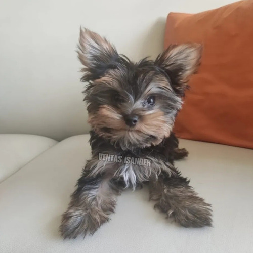 Yorkie Super Mini Yorkshire Pedigri Internacional Azul