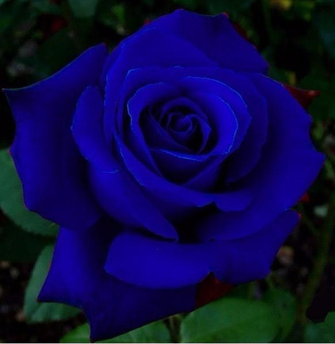 150 Sementes Rosa Arco-iris Vermelh Roxo Azul Rosa E Outras