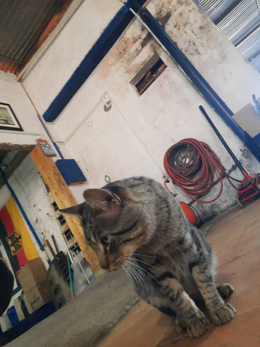 Gatito Macho Regalo