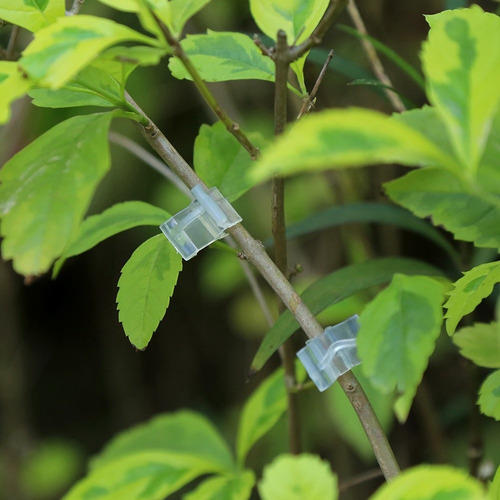D Pinza For Plantas, Pinza For Injerto, 100 Piezas/set Para