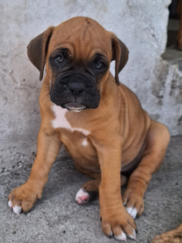 Cachorros Boxer 