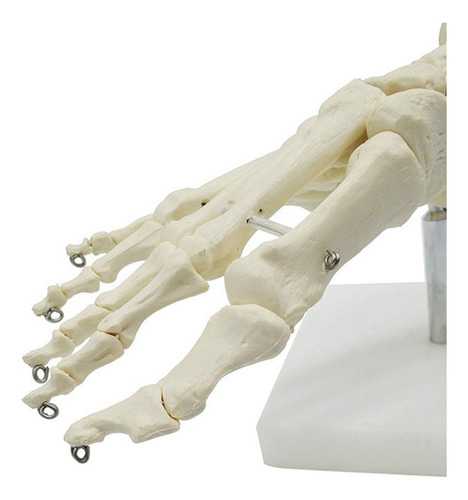 2 Modelos 1:1 De Anatomía Del Pie Con Esqueleto Humano, Pie