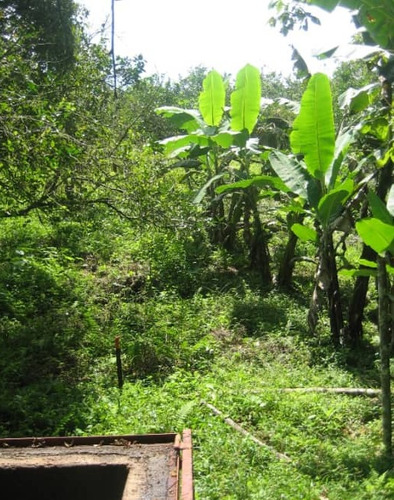 Imagen 7 de 7 de Se Vende Finca En Nirgua Estado Yaracuy - Caseteja Ve02-912nir-mche