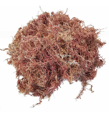 Musgo Sphagnum 5 Litros Substrato Para Plantas E Orquídeas