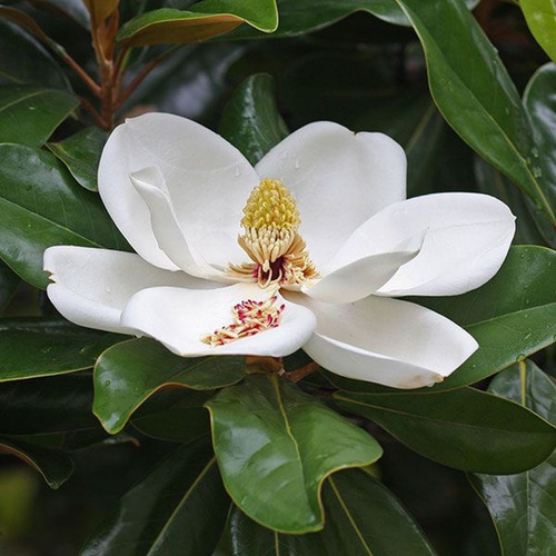 Imagen 2 de 8 de Magnolio, Magnolia. Magnolia Grandiflora Ejemplar (seña)