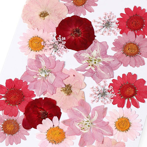 Flores Prensadas Secas Reales Plantas , Rojo Mixto 20 Piezas