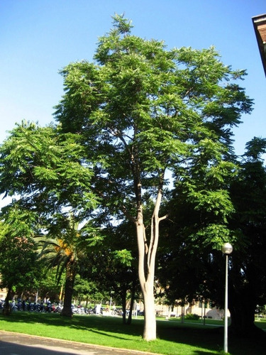 Semillas De Arbol Del Cielo - Ailanthus Altissima X 30 Unid.