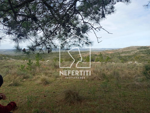 Imagen 4 de 7 de Campo De 5ha En Cerro Catedral