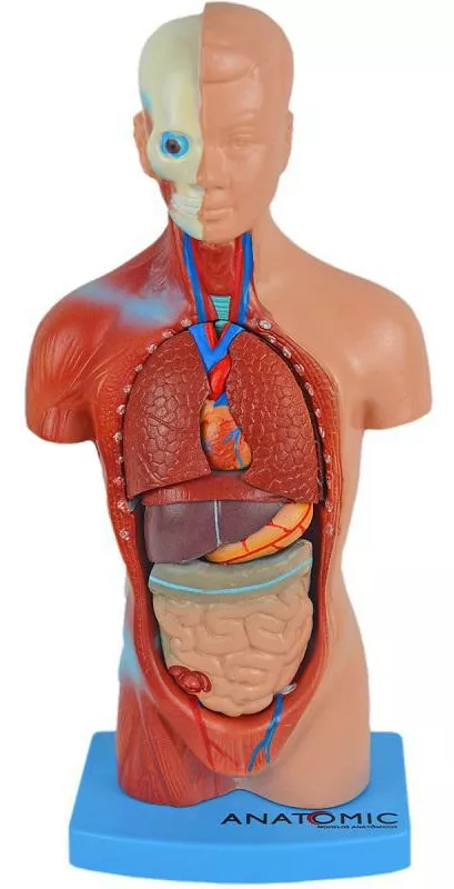 Segunda imagem para pesquisa de torso humano