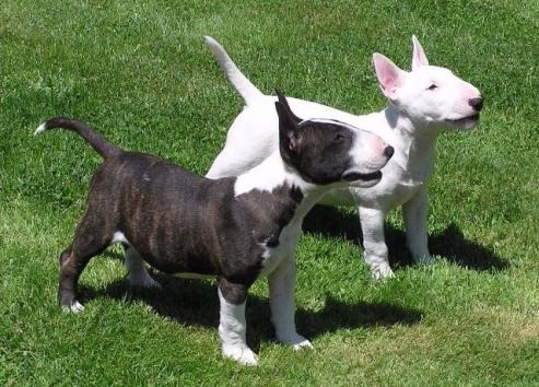 Bull Terrier Belos Filhotes
