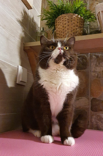 Filhotes De Gatos British Shorthair - Cor Bicolor Chocolate