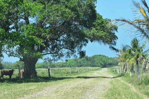 Venta Rancho Ganadero 1229 Hectáreas Tuxpan Veracruz.