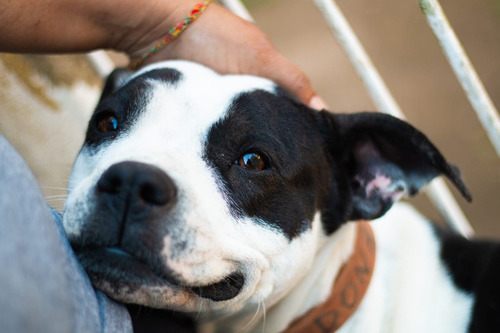 Dona, Mix De Pitbull Muuuy Bella, Amorosa, Adopcion Leer