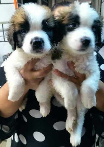 San Sernardos Cachorros  Mascotas Rionegro Medellín