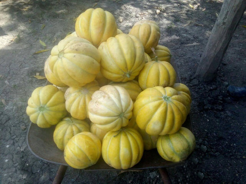 Mix 100 Semillas De Melón Sandía Criollos