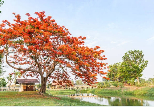 500 Semillas De Árbol Tabachin O Framboyan