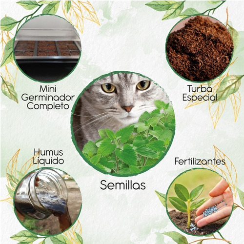 200 Semillas Menta Para Gato En Maceta Y Equipo Germinacióne