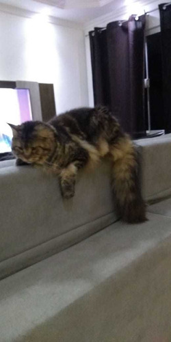 Imagem 4 de 10 de Maine Coon Intero (sem Castrar)