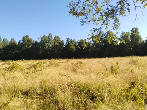 Parcela De 5000mtrs2, Sector Chucauco, Camino Vrca Freire