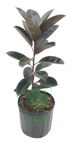 Ficus Elástica