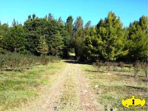Imagen 6 de 13 de 1060ga-116 Has Zarate Agricolas S/ruta