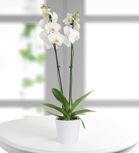 Orquidea Blanca 50 Semillas