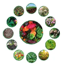 Comprar Kit Completo De Fertilizantes Para Ají Habanero Colores