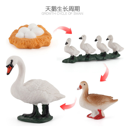 Zq2419 Swan Growth Cycle, 68,5 G, Modelo De Juguete Con Form