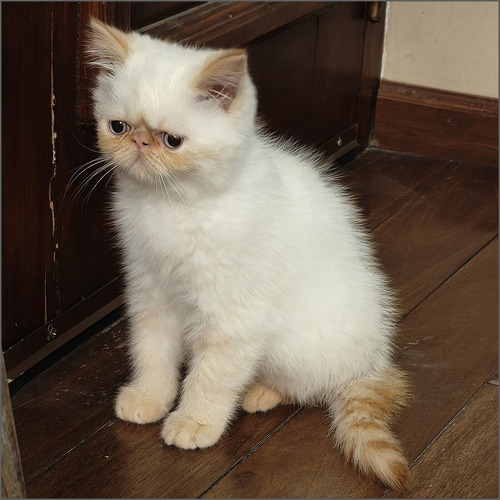 Gatito Persa Himalayo Red Point Gato Exotico Pelo Corto Mach Blanco