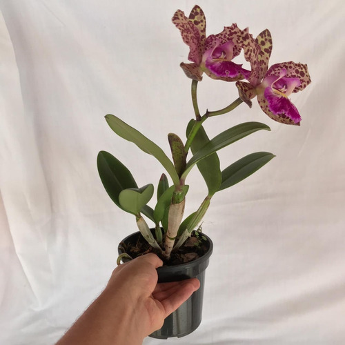 Orquídea Cattleya Pão De Açucar Muda Cattleya Orquídea | Parcelamento sem  juros