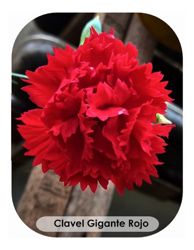 Semillas De Clavel Gigante Rojo Escarlata Planta Floral