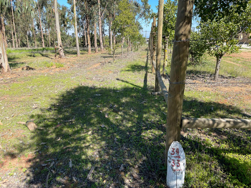 Venta De Parcelas, 5.000 Mts2, Con Agua Y Luz, En Algarrobo