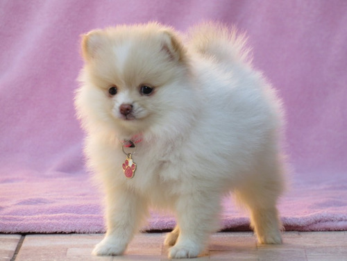 Lulu Da Pomerania Pequena Filhote Spitz Alemão Anão Ursinho