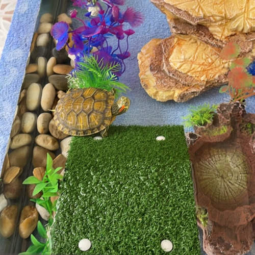 Plataforma Para Tomar Tortugas W6lawn Plataforma Para Tomar